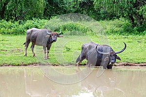 Wild water buffalo bathing in lake in Sri Lanka