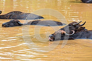 Wild water buffalo bathing in lake in Sri Lanka