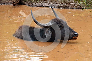 The wild water buffalo, Bubalus arnee, also called Asian buffalo, Asiatic buffalo and arni or arnee Bubalus bubalis lying in