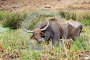 The wild water buffalo  Bubalus arnee, also called Asian buffalo, Asiatic buffalo and arni or arnee, sri lanka subspecies