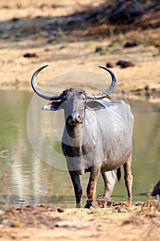 The wild water buffalo, Bubalus arnee, also called Asian buffalo, Asiatic buffalo and arni or arnee standing in a muddy