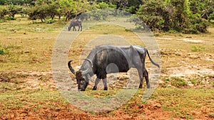 Wild water buffalo Bubalus arnee feeding on a grass.