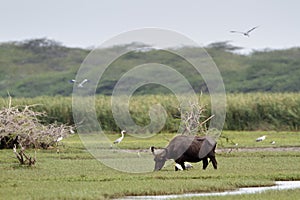 Wild water buffalo in Bundala national park, Sri Lanka photo