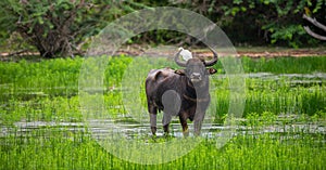 Wild water buffalo cooling off in a water puddle after the heavy rain at Yala national park, buffalo and his buddy white heron