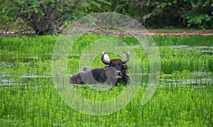 Wild water buffalo cooling off in a water puddle after the heavy rain at Yala national park, buffalo and his buddy white heron