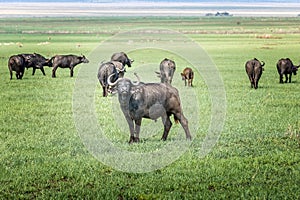 Wild water buffalo in front of a herd of buffalos in the Serengeti, Tanzania