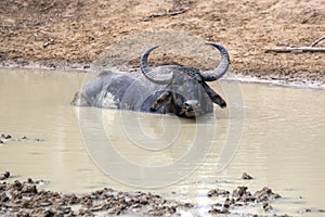 A wild water buffalo soaking in a waterhole at Yala National Park at Tissamaharama in Sri Lanka