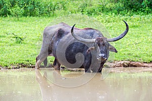 Wild water buffalo in Sri Lanka