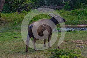 wild water buffalo at Yala national park in Sri Lanka