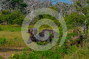 wild water buffalo at Yala national park in Sri Lanka