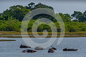 wild water buffalo at Yala national park in Sri Lanka