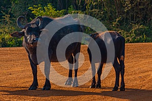 wild water buffalo at Yala national park in Sri Lanka