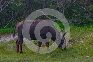 wild water buffalo at Yala national park in Sri Lanka