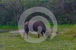 wild water buffalo at Yala national park in Sri Lanka