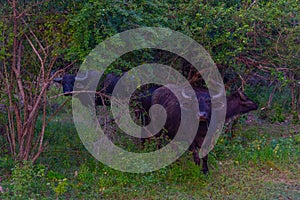 wild water buffalo at Yala national park in Sri Lanka