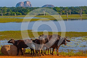 wild water buffalo at Yala national park in Sri Lanka