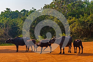 wild water buffalo at Yala national park in Sri Lanka