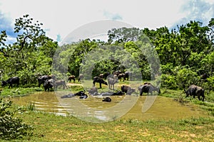 Wild Water Buffalo in Yala West National Park, Sri Lanka