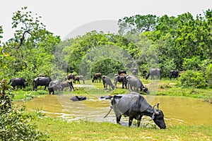 Wild Water Buffalo in Yala West National Park, Sri Lanka