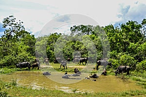 Wild Water Buffalo in Yala West National Park, Sri Lanka