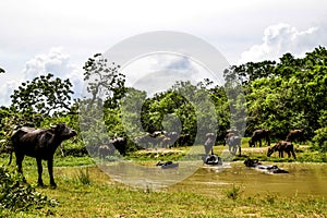 Wild Water Buffalo in Yala West National Park, Sri Lanka