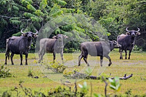 Wild Water Buffalo in Yala West National Park, Sri Lanka