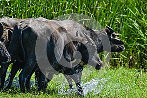 Wild Water Buffalo in Yala West National Park, Sri Lanka