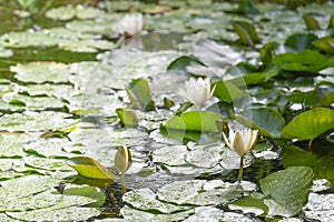 Wild water lilies with white flowers and big green leaves with drops of summer rain in a pond, ecological environment in a natural