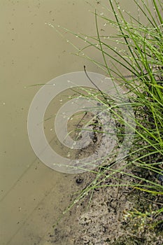 Wild water manna grass at the muddy ground