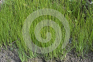 Wild water manna grass at the muddy ground