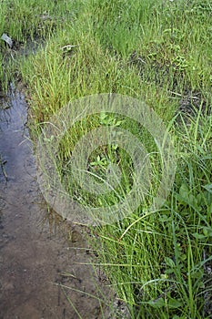 Wild water manna grass at the muddy ground