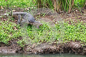 Wild Water Monitor Crawling near the Swamp Hunting for Food