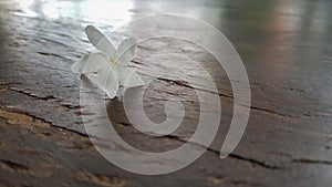 Wild water plum flower