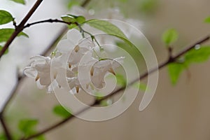 Wild Water Plum, White flowers with water droplets on tree