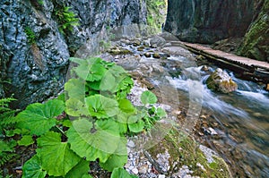 Wild water stream in Prosiecka dolina valley in Chocske vrchy