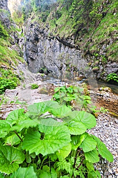 Wild water stream in Prosiecka dolina valley in Chocske vrchy