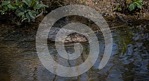 Wild water vole swimming