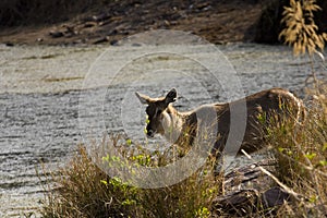 Wild waterbuck in the riverbank , Kruger National park, South Africa