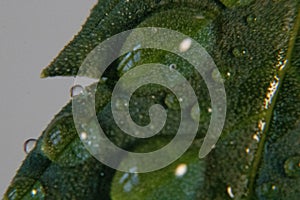 Wild Waterdrops on a Smooth Leaf