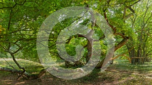 Wild waving oak tree branches