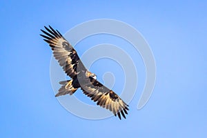 Wild Wedge-tailed Eagle Soaring, Romsey, Victoria, Australia, March 2019