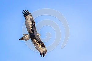 Wild Wedge-tailed Eagle Soaring, Romsey, Victoria, Australia, March 2019