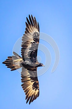 Wild Wedge-tailed Eagle Soaring, Romsey, Victoria, Australia, March 2019