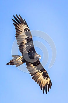 Wild Wedge-tailed Eagle Soaring, Romsey, Victoria, Australia, March 2019