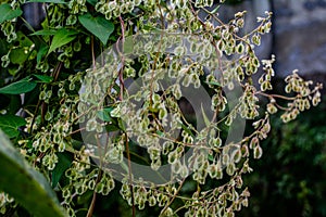 Wild weed Highlander vukovij lat. Fallopia convolvulus