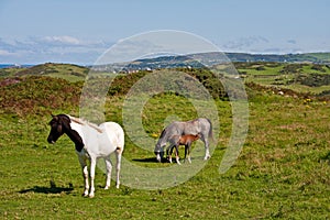 Wild Welsh Ponies