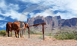 Wild West Town Horses tied to post photo