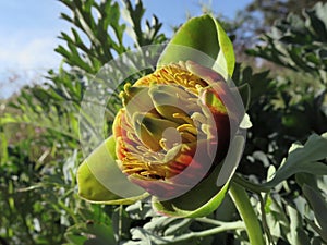 Wild Western Peony - Peonia brownii photo