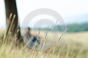 Wild wheat ears lawn and teenager sit near big tree in background