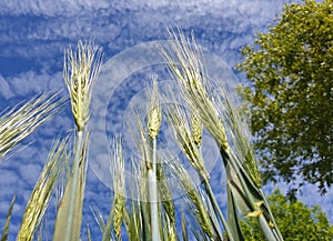 Wild wheat seeds seen from the ground and blue sky